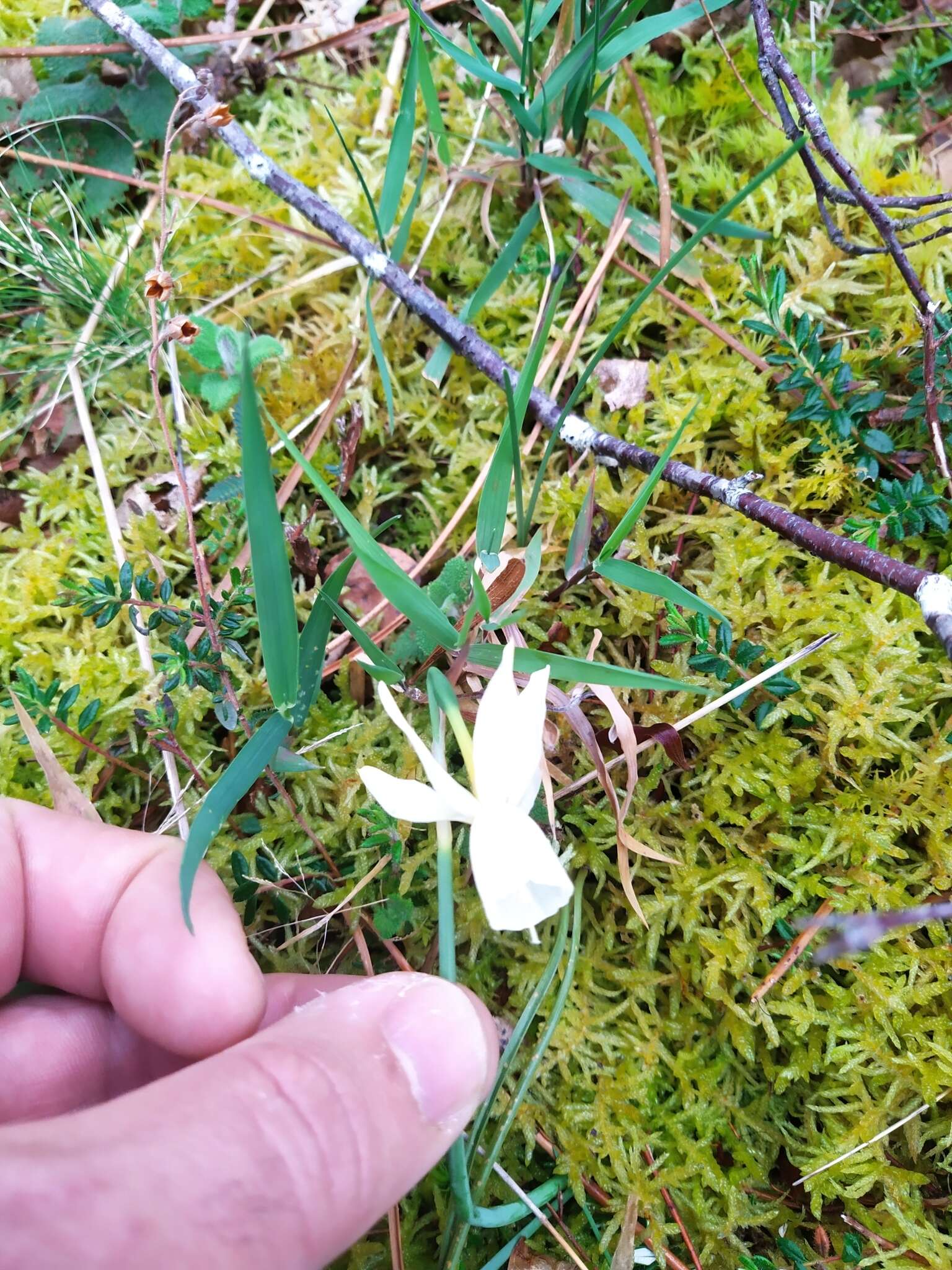 Image de Narcissus triandrus L.