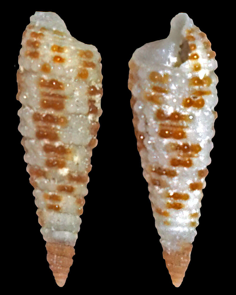 Image of Opimaphora Laseron 1958