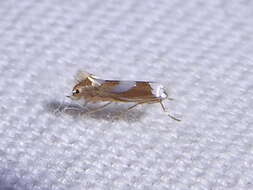 Phyllonorycter fitchella (Clemens 1860)的圖片