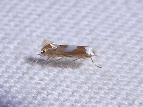 Phyllonorycter fitchella (Clemens 1860)的圖片