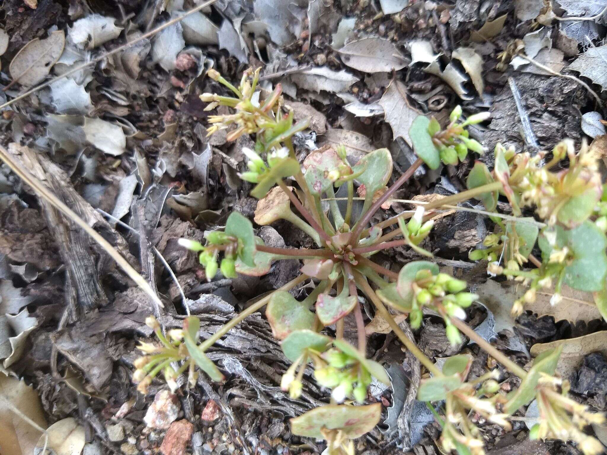 Слика од Claytonia rubra subsp. rubra