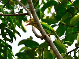 Image of Lineated Barbet
