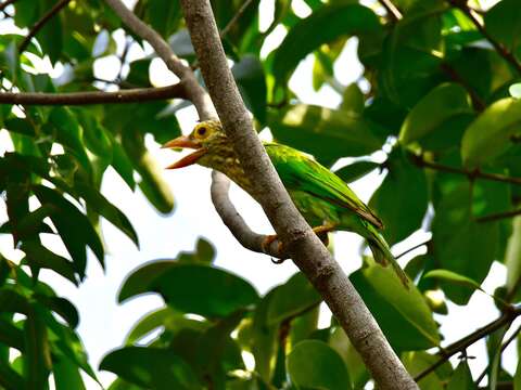 Psilopogon lineatus (Vieillot 1816) resmi