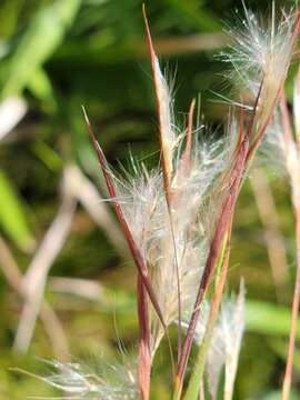 Image of Long-Beard Bluestem