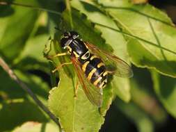 Image de Chrysotoxum elegans Loew 1841