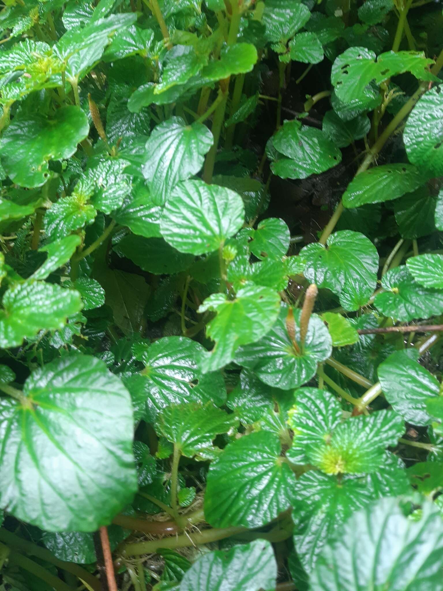 صورة Peperomia pachystachya C. DC.