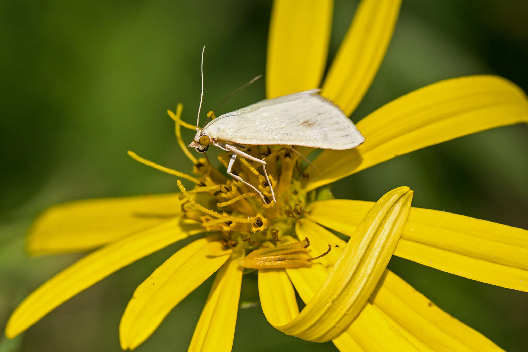 صورة Sitochroa palealis Schiffermüller