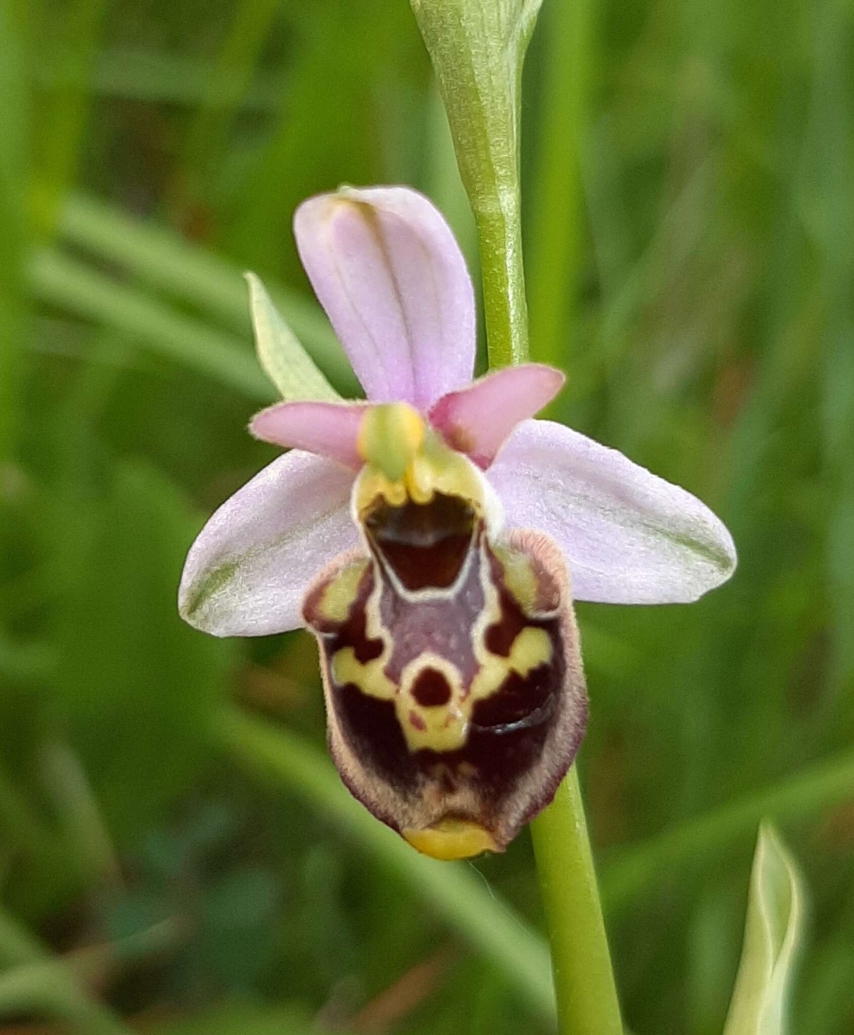 Image of Ophrys minuticauda Duffort