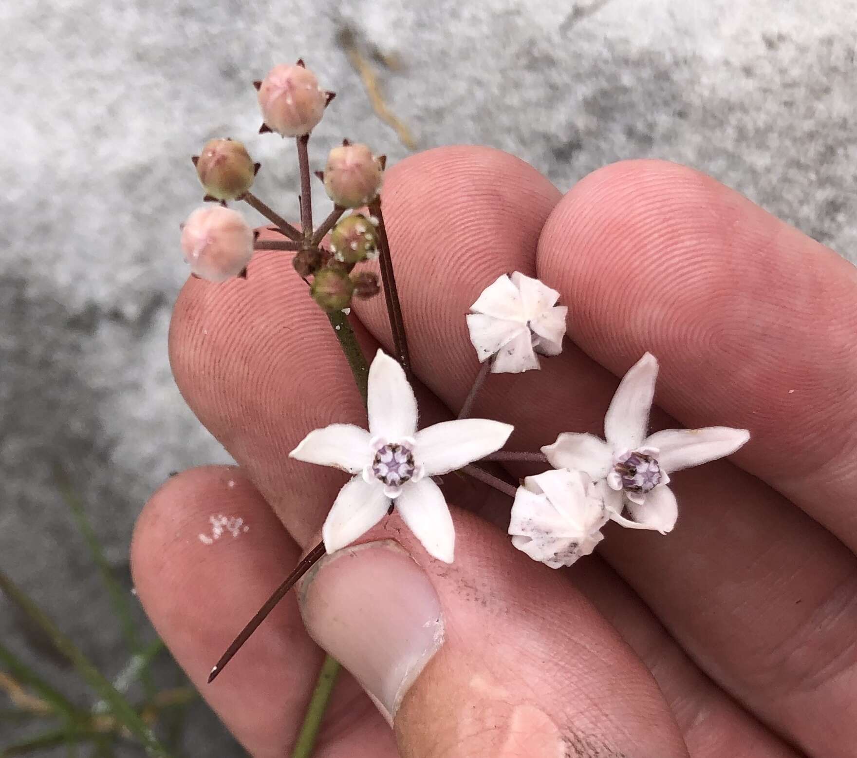 Image of Florida milkweed