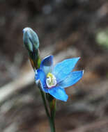 Image of Gumland sun orchid