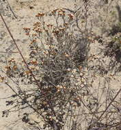 Image of Helichrysum cochleariforme DC.