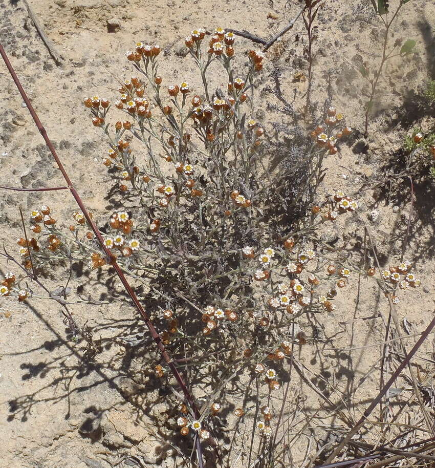 Image de Helichrysum cochleariforme DC.