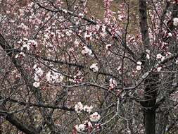 Слика од Prunus mandshurica (Maxim.) Koehne