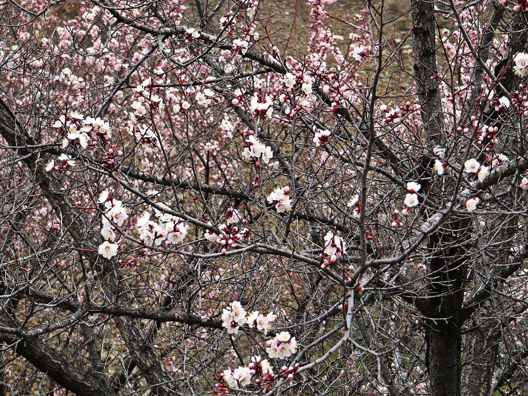 Слика од Prunus mandshurica (Maxim.) Koehne