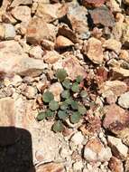 Image of Azorella coriacea (Lag.) Kuntze