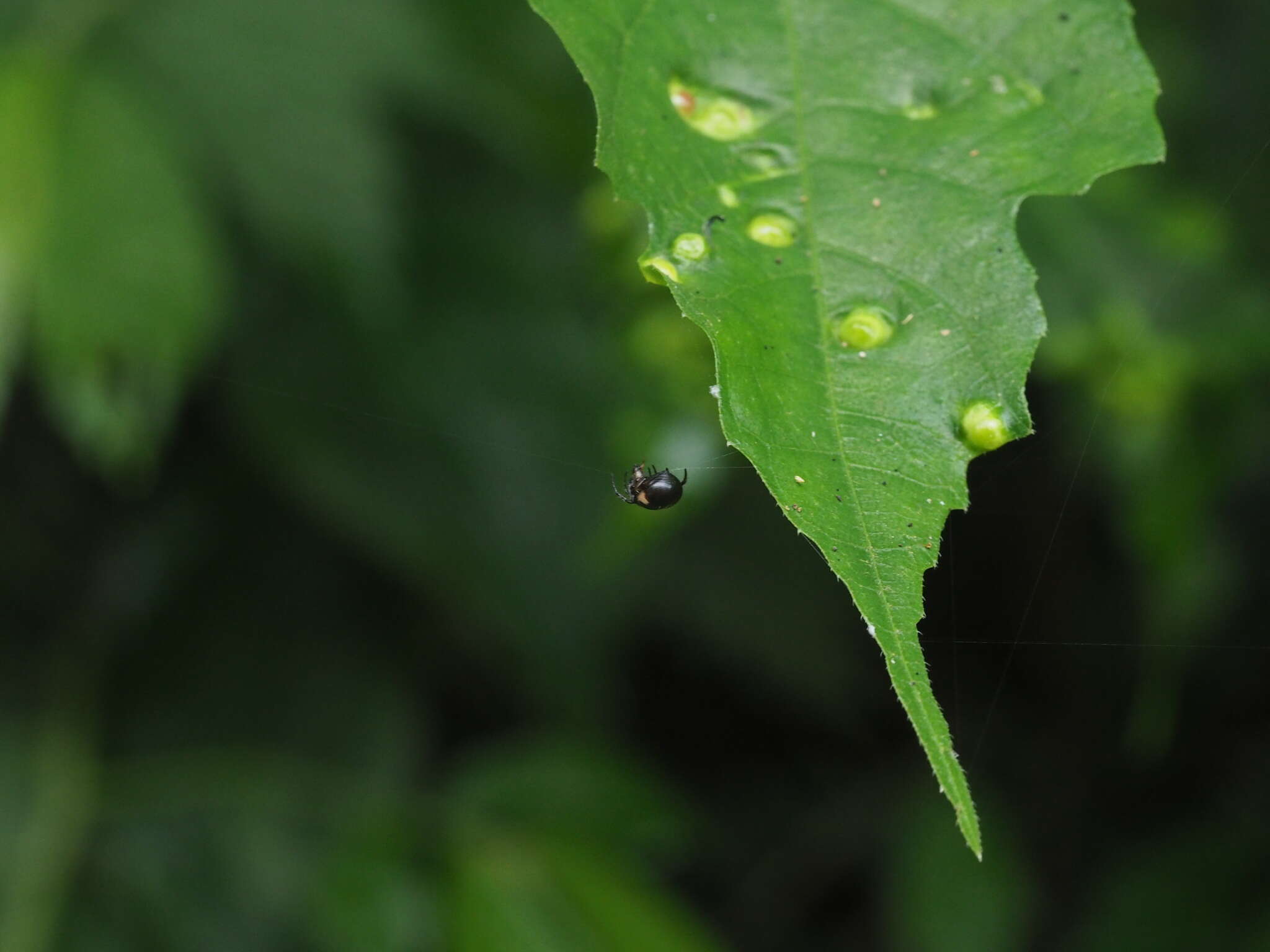 Image of Eriovixia sakiedaorum Tanikawa 1999