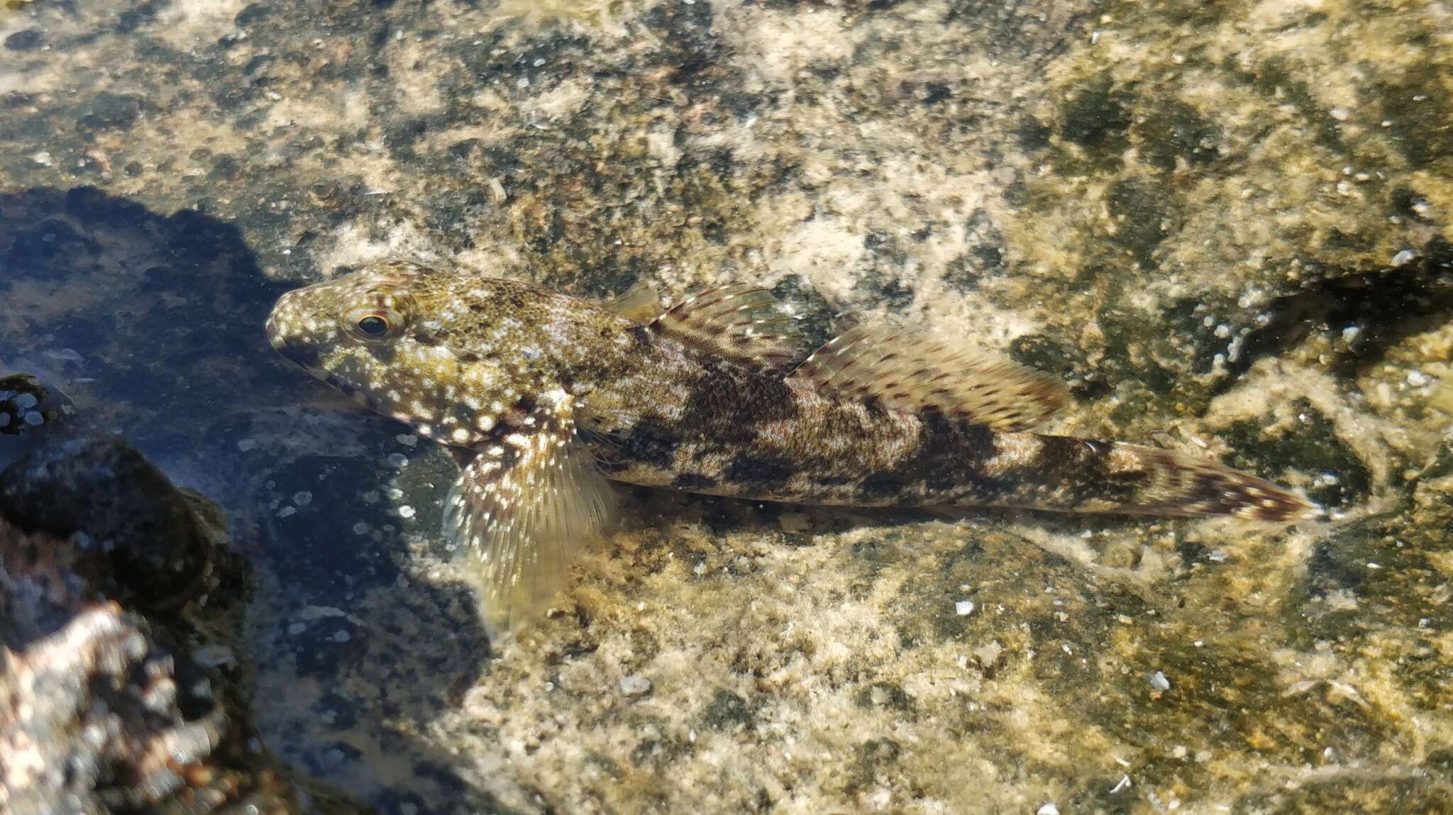 Image of Giant goby