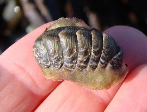 Image of Onithochiton neglectus Rochebrune 1881