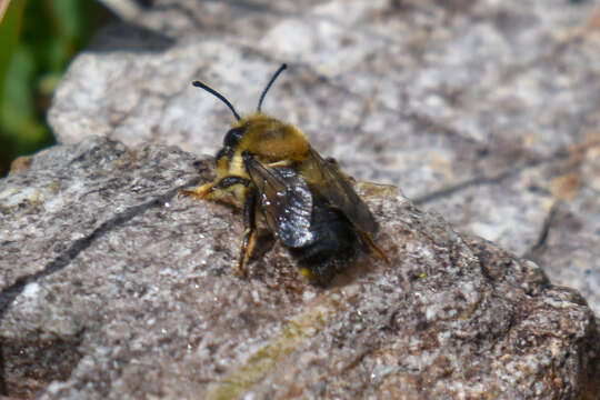 Image of Black-and-gray Leaf-cutter Bee