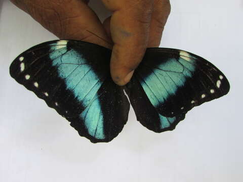 Imagem de Morpho achilles Linnaeus 1758