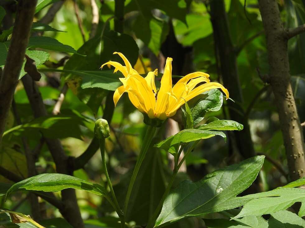 Image of tree marigold