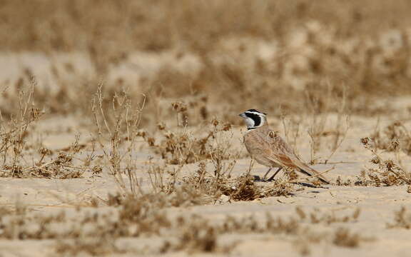 Image of Temminck's Horned Lark