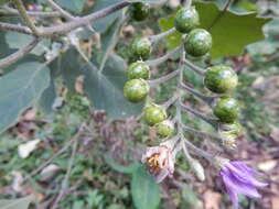 Image of Solanum violaceum Ortega