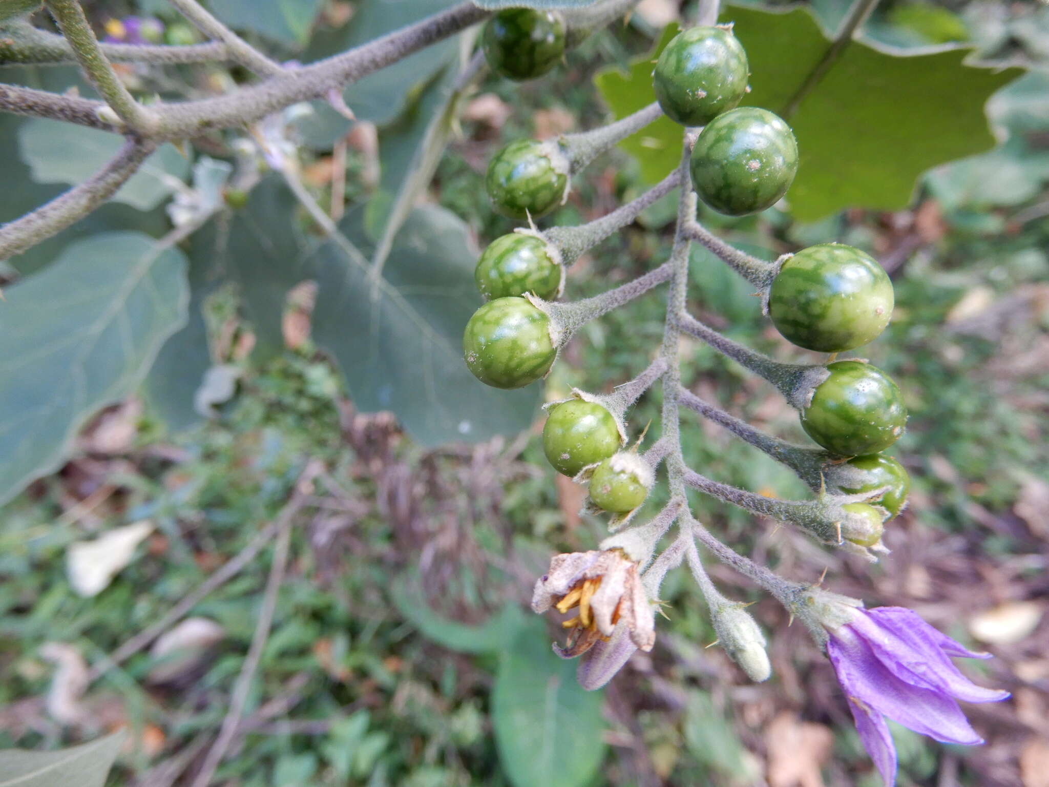 Image of Solanum violaceum Ortega