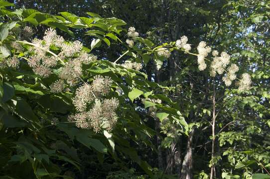 Image of Aralia cordata Thunb.