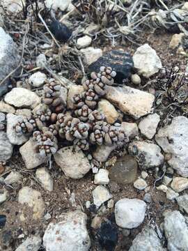 Image of Crassula corallina Thunb.