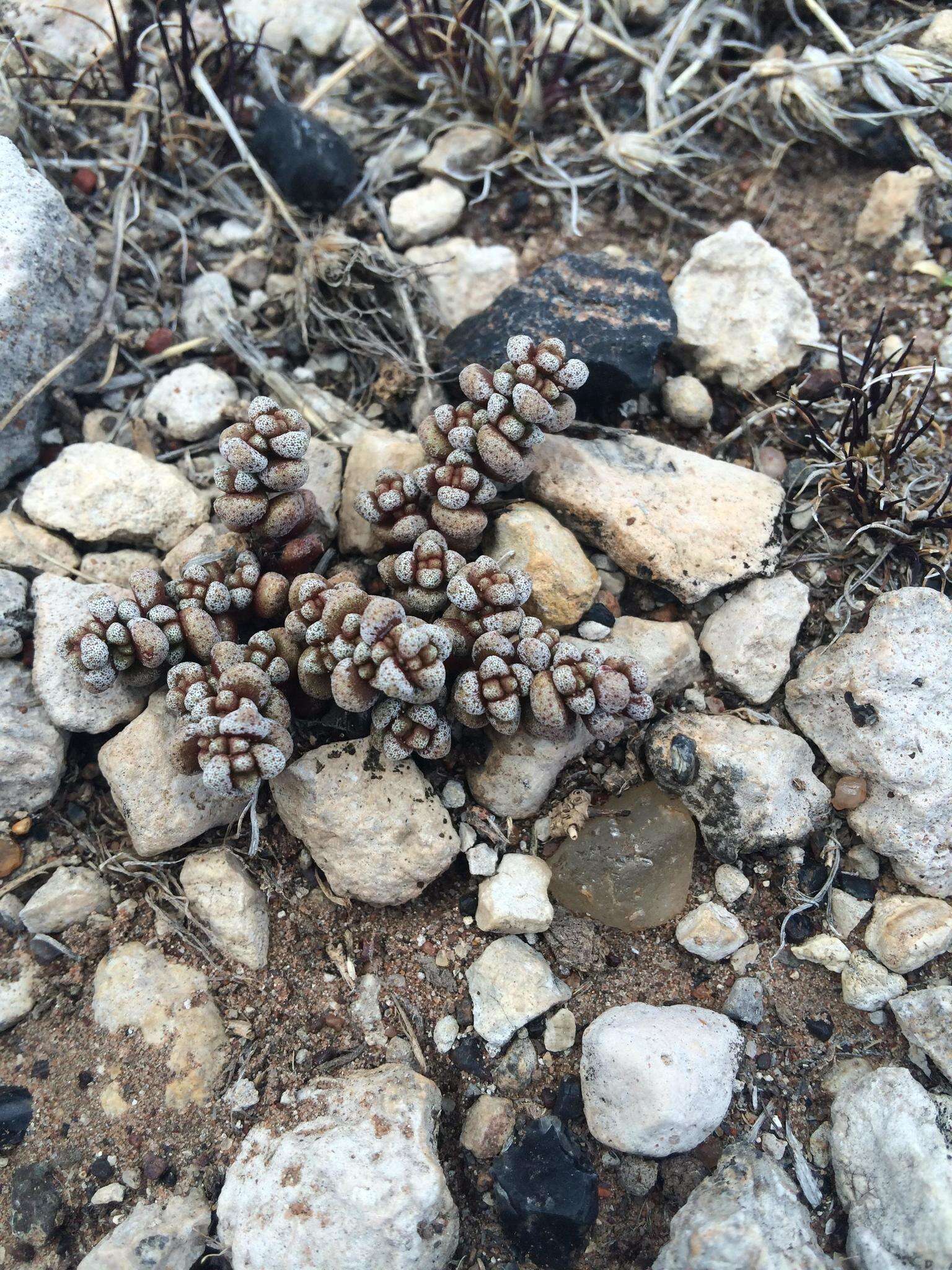 Image of Crassula corallina subsp. corallina