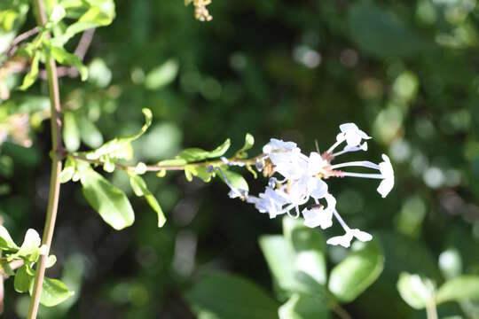 Imagem de Plumbago auriculata Lam.