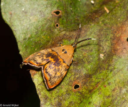 Image of Rhobonda gaurisana Walker 1863