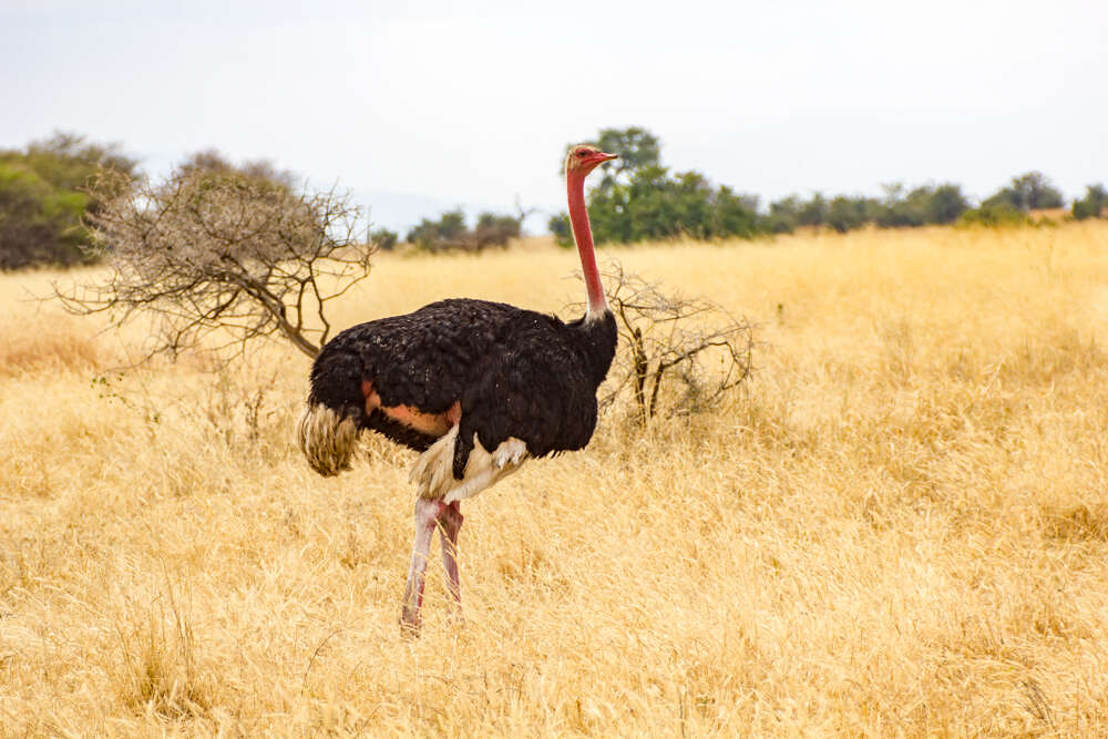 Image of Masai ostrich