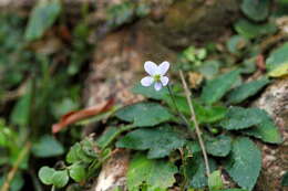 Image of Viola diffusa Ging. ex DC.