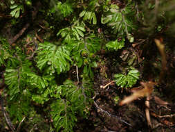 Imagem de Hymenophyllum revolutum Col.