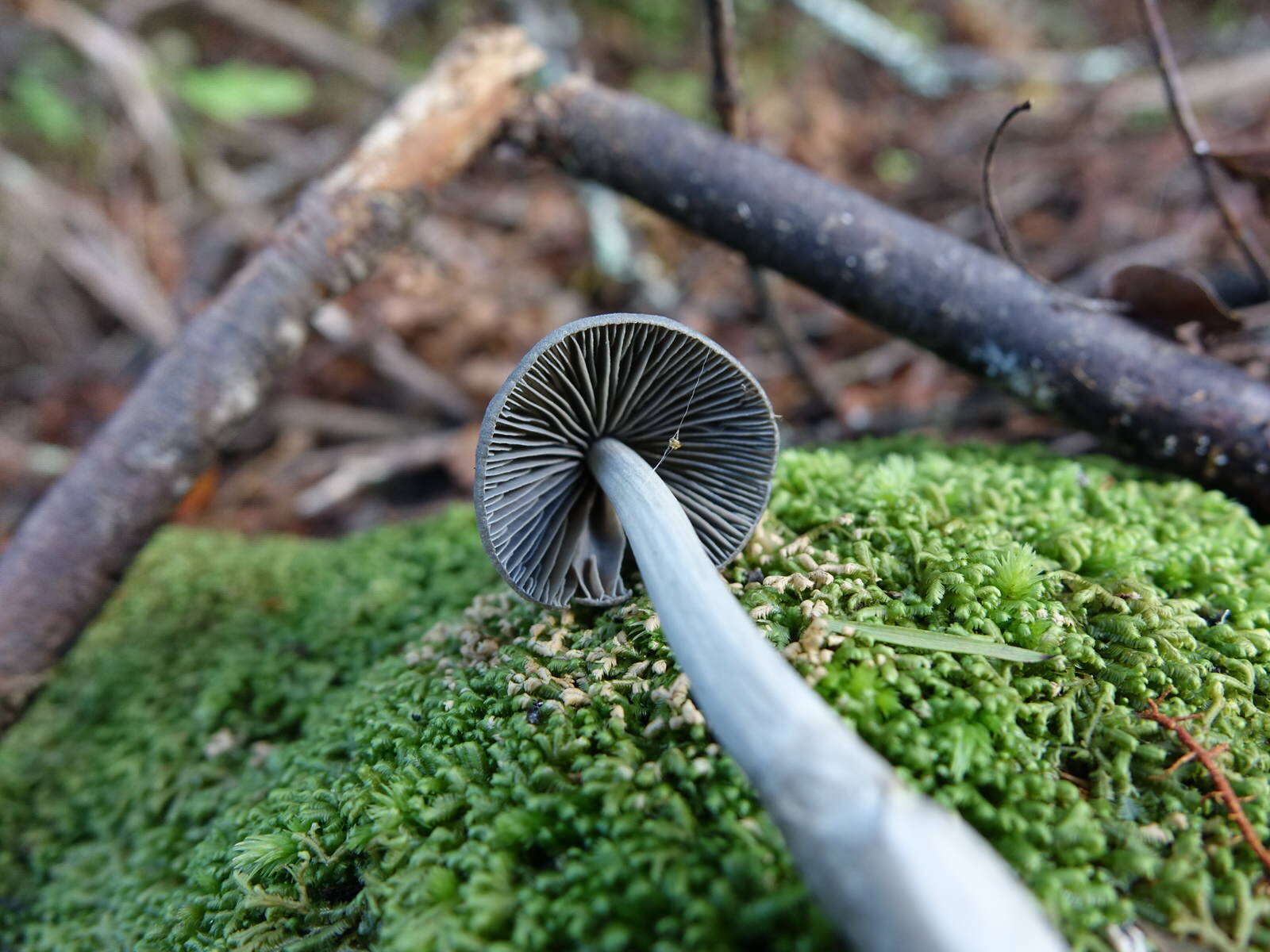 Image of Entoloma canoconicum E. Horak 1976