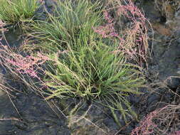 Image of Sea Arrowgrass