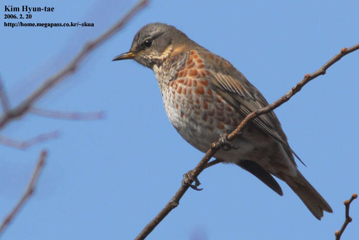 Image of Dusky Thrush