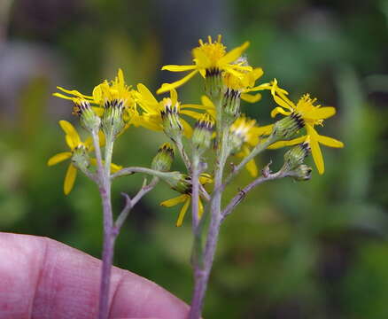 Senecio lugens Richards. resmi