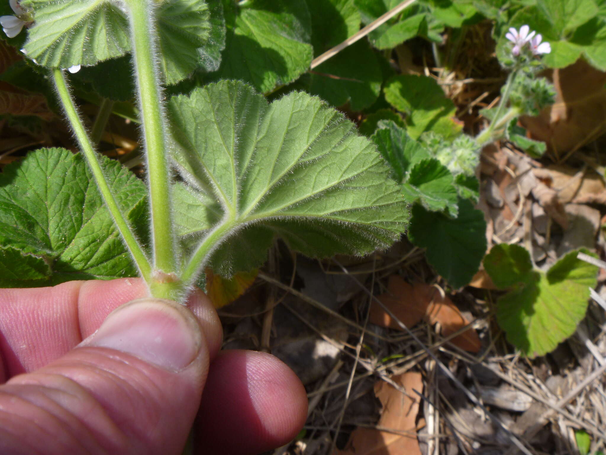 Слика од Pelargonium australe (Poir.) Jacq.