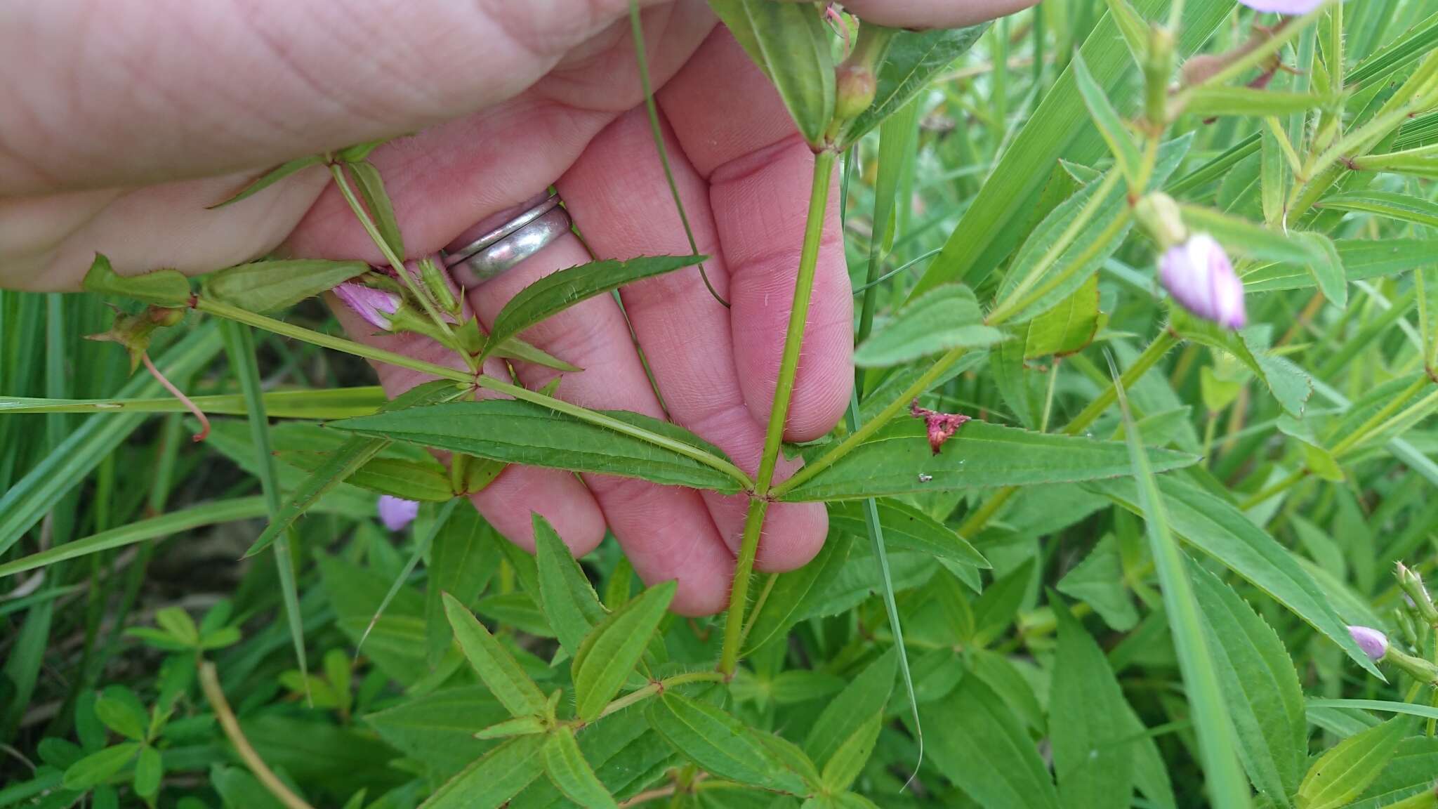 Imagem de Rhexia mariana var. interior (Pennell) Kral & Bostick