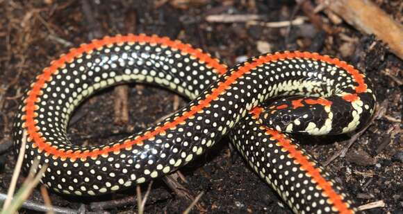 Image of Striped Harlequin Snakes