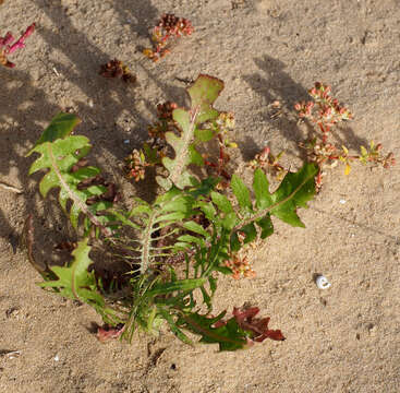 Image of Crepis aculeata (DC.) Boiss.