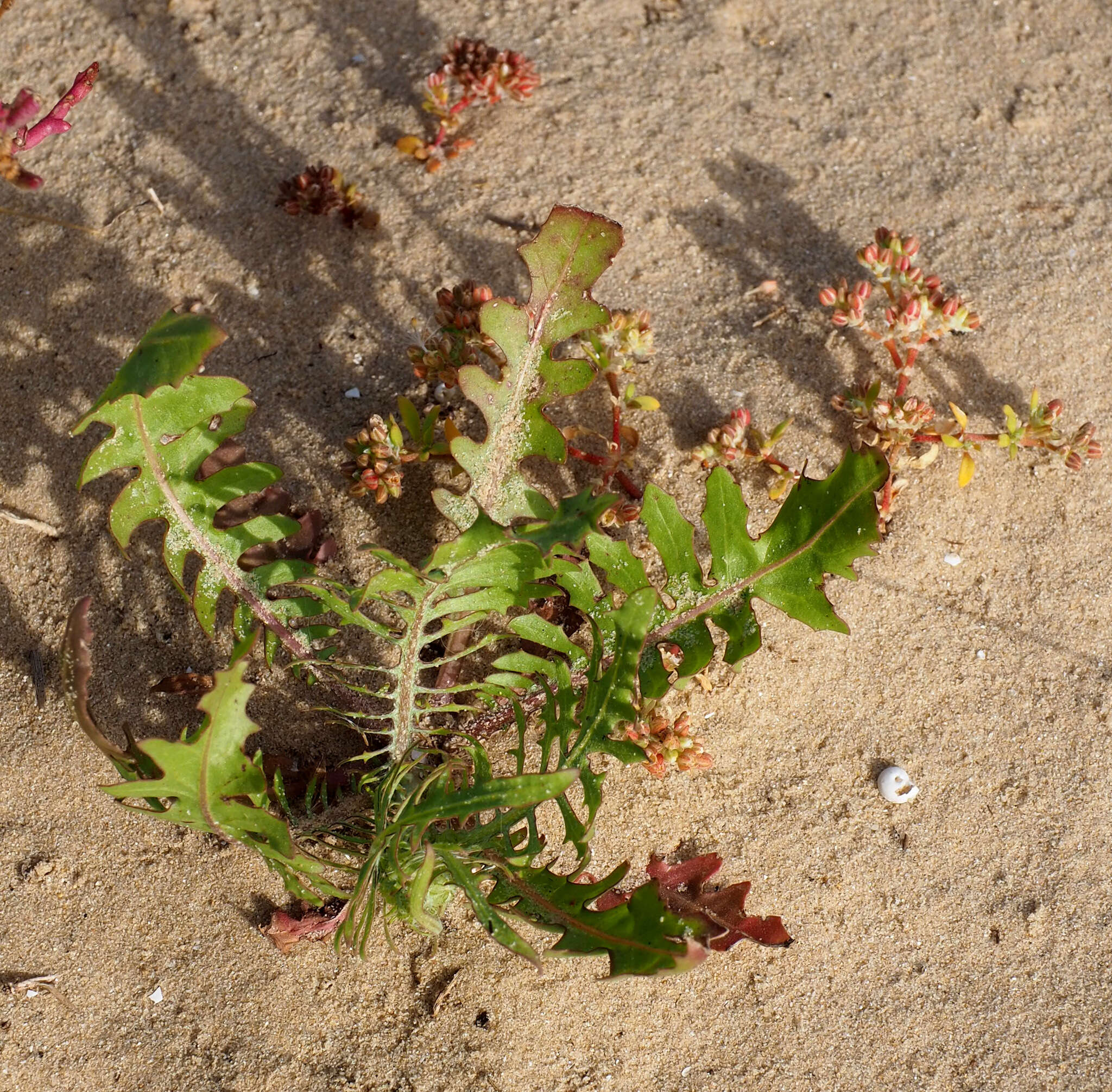 صورة Crepis aculeata (DC.) Boiss.