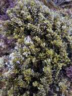 Image of Sargassum agardhianum