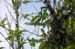 Image of Pfeiffera boliviana (Britton) D. R. Hunt