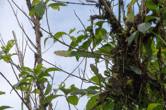 Pfeiffera boliviana (Britton) D. R. Hunt的圖片