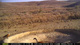 Image of Cape Shelduck