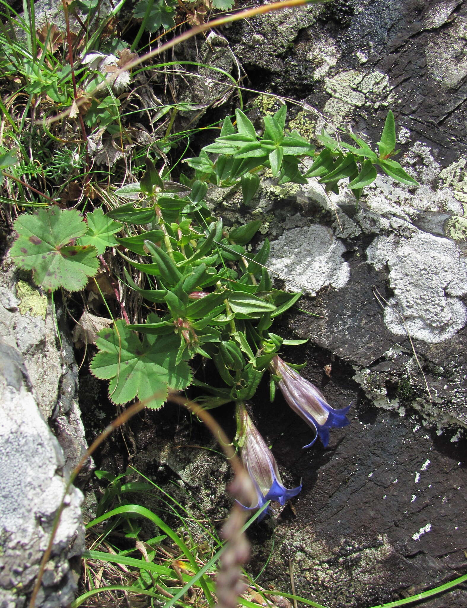 Image of Gentiana septemfida subsp. grossheimii (Doluch.) J. J. Halda